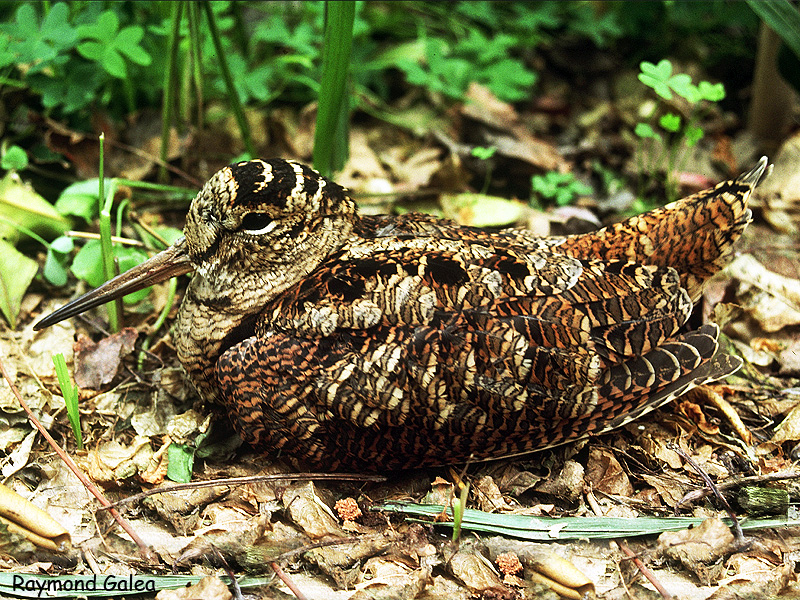 Woodcock. Лесной Кулик вальдшнеп. Вальдшнеп самец и самка. Вальдшнеп птица птенец. Самка вальдшнепа.